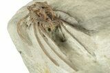 Bargain, Dicranurus Trilobite - Black Cat Mountain, Oklahoma #322580-3